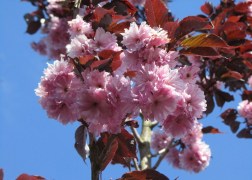 Prunus serrulata Royal Burgundy / Bordó levelű japán Díszcseresznye